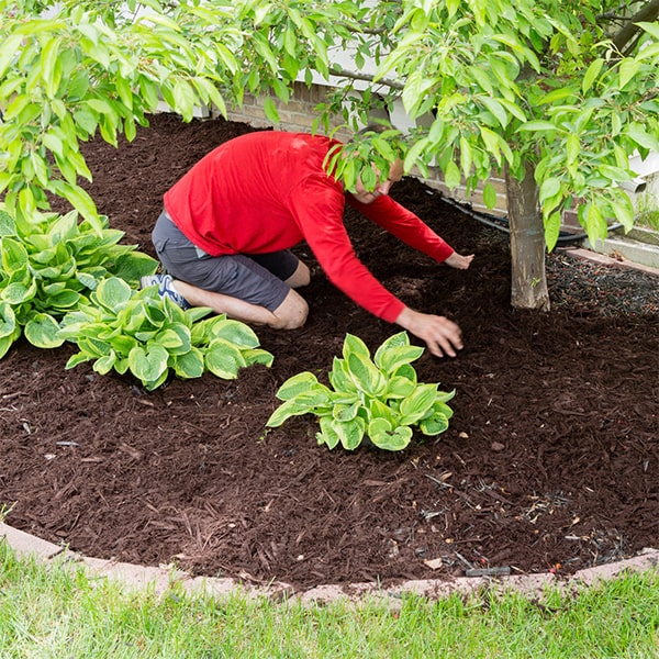 mulch installation involves preparing the area, spreading the mulch, and then smoothing it out for a finished look